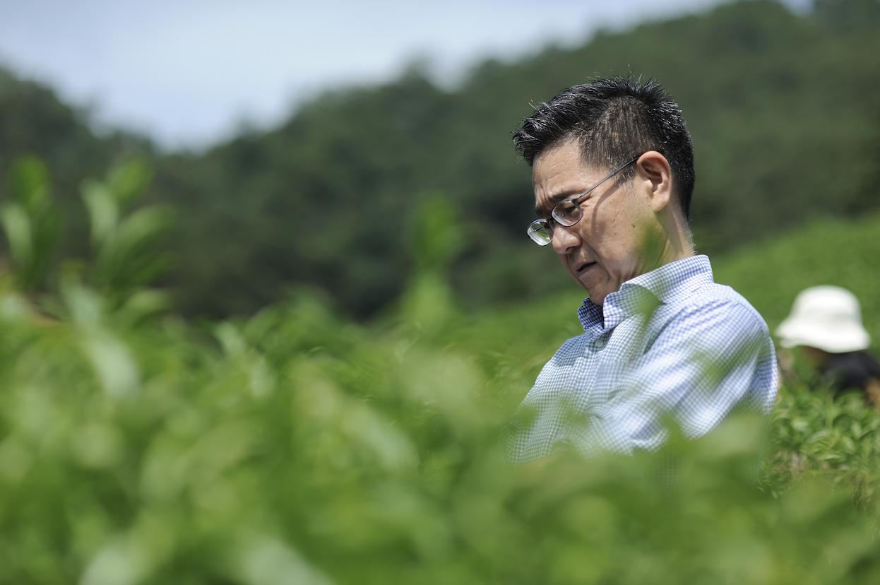 探索三得利乌龙茶的醇香之旅，官网深度解析与品鉴指南